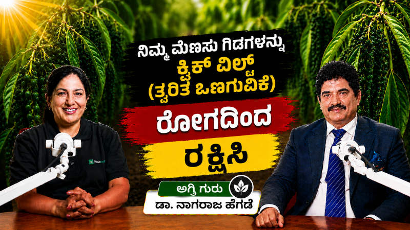 Protect Your Black Pepper Plants from Quick Wilt Disease (Phytophthora Foot Rot) | Dr. Nagraj Hegde - Kannada